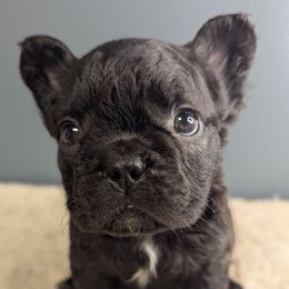 Boy 1 - Brindle male French Bulldog puppy in Rochester, New York from Upstate Champion Kennels