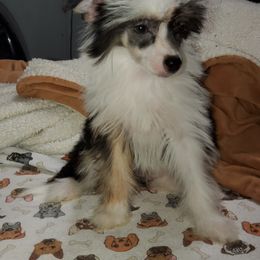 Chinese Crested Puppies from Perfect Pups R Us