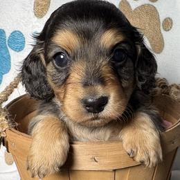 Moe - Black and cream female Dachshund puppy in West Plains, Missouri from Little Legs Legacy
