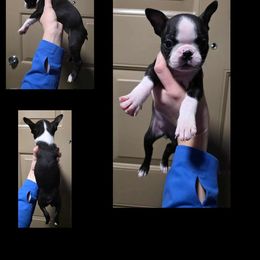 Girl 4 - Black and white female Boston Terrier puppy in Denver, Colorado from Diamonds In The Ruff Boston Terriers