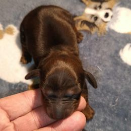 Mocha - Chocolate and tan female Dachshund puppy in Marshall, Texas from Wilson's Kennels