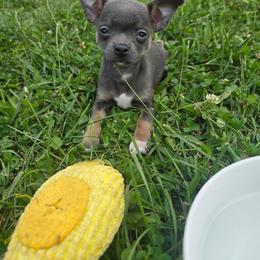 Trinket - Blue and white female Chihuahua puppy in Amity, Pennsylvania from Baxters Chihuahuas