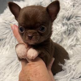 Boy 3 - Chocolate and white male Chihuahua puppy in Orlando, Florida from iLuvChihuahuas