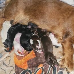 Greta and photos comming - Piebald female Dachshund puppy in Austin, Texas from Glorious Minis