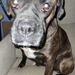 Oreo - Boxer