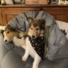 Collie Puppies from Cold Mountain Collies