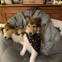 Collie Puppies from Cold Mountain Collies