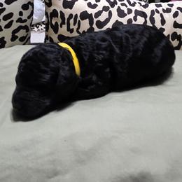 Yellow - Black male Poodle puppy in Hartselle, Alabama from Phare Poodles