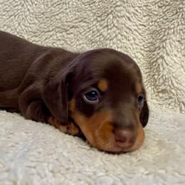 Mac - Chocolate and tan male Dachshund puppy in Granbury, Texas from Bluebonnet Dachshunds, LLC