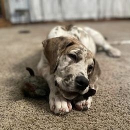 Great Dane Puppies from A Spot Of Blue Great Danes