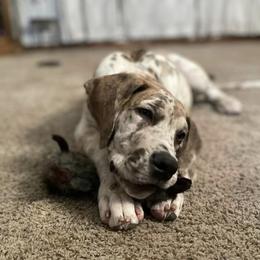 Great Dane Puppies from A Spot Of Blue Great Danes