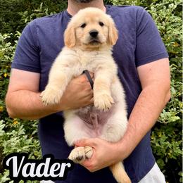 Vader - Light golden male Golden Retriever puppy in Salem, Virginia from Virginia Goldens
