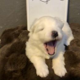 Boy 1 - White and biscuit male Samoyed puppy in Colorado Springs, Colorado from T&M Samoyeds