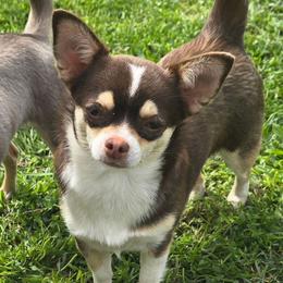 Blossom - Chihuahua