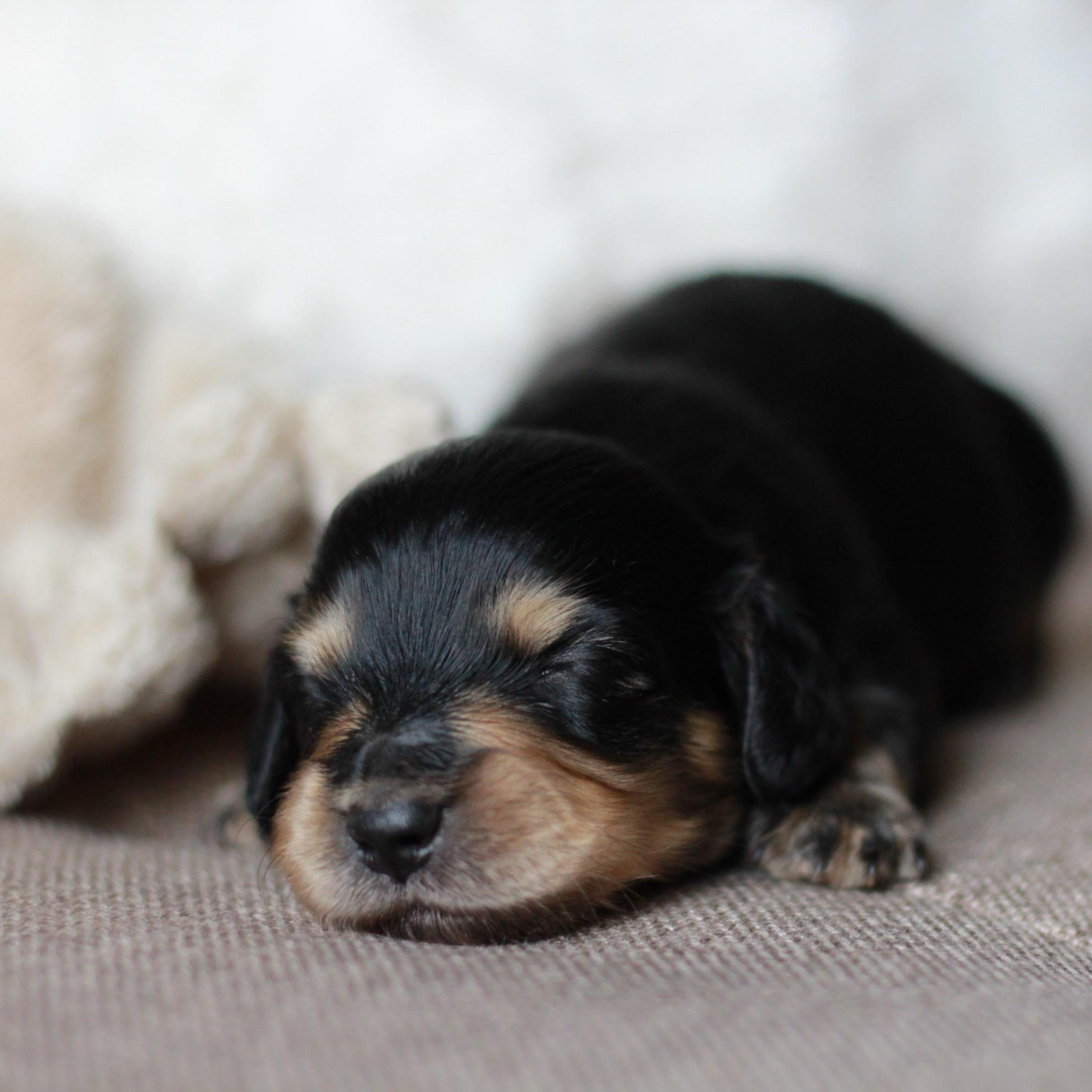 Sage - Black and Cream Miniature Dachshund Puppy