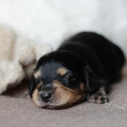 Sage -AKC 3500 - Black and cream female Dachshund puppy in Krum, Texas from Tired Chef Dachshunds