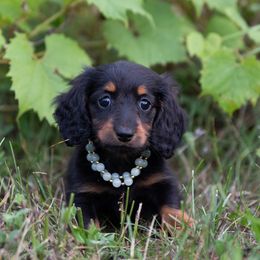 Datsun - Black and tan female Dachshund puppy in Crystal, Michigan from Mare-bella Dachshunds