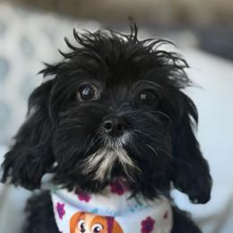 Clarabelle - Black and white female Cavapoo puppy in Draper, Utah from Peaks Pups & Cavachon Love Chocolate Cavaliers, Cavaliers, Cavachon’s, Cavapoos & Havanese