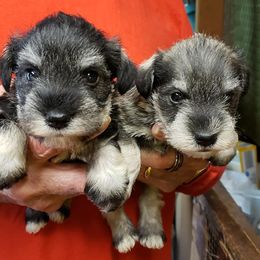 Miniature Schnauzers from Purty Tweet Pups