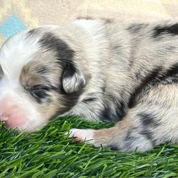 Sweet Girl 1-Blue Merle - Blue merle female Australian Shepherd puppy in Mayfield, Kentucky from Hamilton Farms