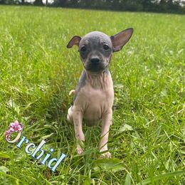 Orchid - White and black female American Hairless Terrier puppy in Buckingham, Illinois from Gaus Hof