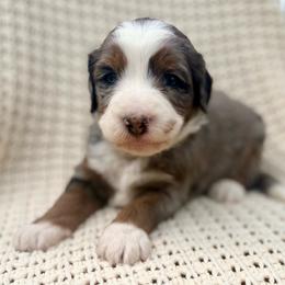 Mocha (blue collar) - Blue merle male Bernedoodle puppy in Colorado Springs, Colorado from Mercy Mountain Bernedoodles