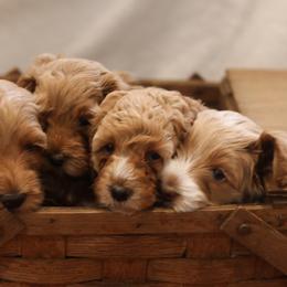 Australian Labradoodle Puppies from Majestic Labradoodles