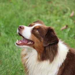 Reba - Miniature American Shepherd