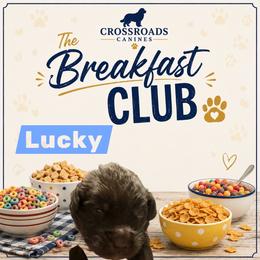 Lucky - Brown male Newfoundland puppy in Saukville, Wisconsin from Crossroads Canines ~ Newfoundland Dogs