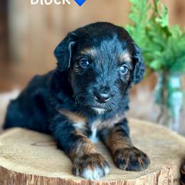 Block - Black phantom male Aussiedoodle puppy in Lancaster, Minnesota from Finney Ranch