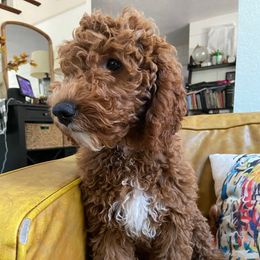 Laguna - Red  female Goldendoodle puppy in La Verne, California from Marshall Goldendoodles