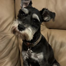 Shade - Miniature Schnauzer