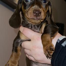 Dachshund Puppies from Mulberry Dachshunds