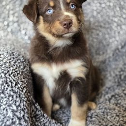 Girl 3 - Red tri-color female Australian Shepherd puppy in New Tazewell, Tennessee from D&D Australian Shepherds