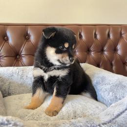 Shiba Inu Puppies from Bay Area Shiba Inu