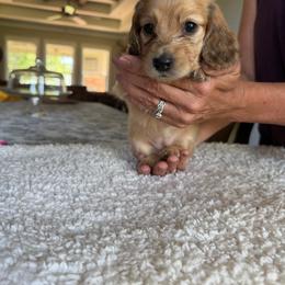 Hazel - Cream female Dachshund puppy in Molino, Florida from Dooney's Dachshunds