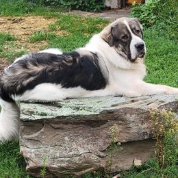 Aramis - Pyrenean Mastiff