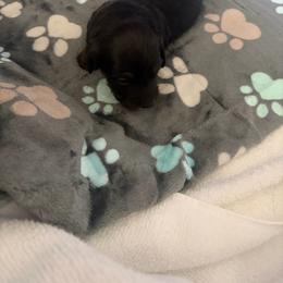 Rex - Black and cream male Dachshund puppy in Bristol, Florida from Creek Life Miniature Dachshunds