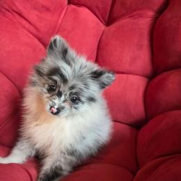 Hunnibunnies blizzard - Blue merle female Pomeranian puppy in Cleveland, Ohio from Hunnibunnies
