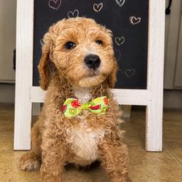 Chrys (Chrysanthemum) - Apricot male Goldendoodle puppy in Camden, North Carolina from Oopsie Doodles of NC