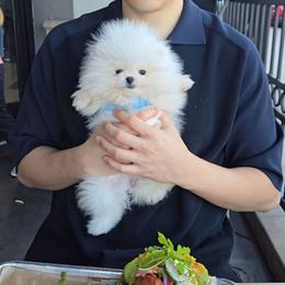Somi - White female Pomeranian puppy in Chino, California from Teddy-Faced Teacup Pomeranians