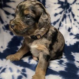 Piper - Merle female Bernedoodle puppy in Battle Creek, Michigan from T-Rose’s Bernedoodle & Pomsky Puppies