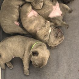 French Bulldog Puppies from Roughneck Frenchies