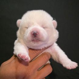 Pink Collar - White female Japanese Akitainu puppy in New Castle, Pennsylvania from Four Seasons Akita (Shikisou)