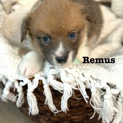 Pembroke Welsh Corgi Puppies from Sarah Ledford
