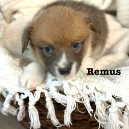 Pembroke Welsh Corgi Puppies from Sarah Ledford