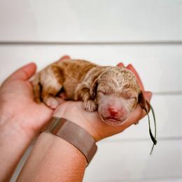 Suede - Apricot female Labradoodle puppy in Elizabeth City, North Carolina from Howdy Doodles