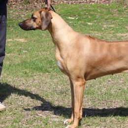 Simone - Rhodesian Ridgeback