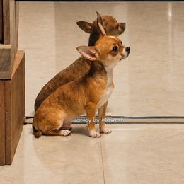 Jersey - Black sabled fawn male Chihuahua puppy in Barton County, Kansas from Midwest Chihuahuas