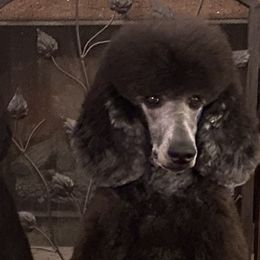 Poodles from Faith Ambort's Poodles